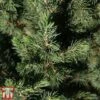 Picea Glauca 'Conica December' -Garden Glory Sales PICE TKA3326 B
