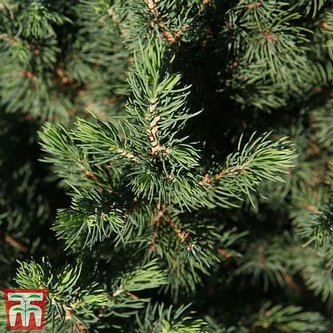 Picea Glauca 'Conica December' 3 Picea Glauca 'Conica December'