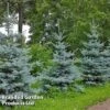 Picea Pungens 'Blue Diamond' 2 Picea Pungens 'Blue Diamond' -Garden Glory Sales PICE BLUEDIAMO W44991
