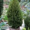 Picea Glauca 'Perfecta' -Garden Glory Sales PICE PERFECTA S25075