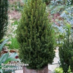Picea Glauca 'Perfecta'