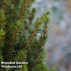 Picea Glauca 'Perfecta' -Garden Glory Sales PICE PERFECTA S25077