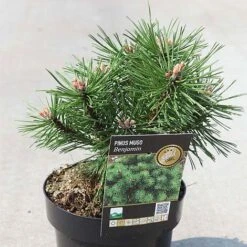Pinus Mugo 'Benjamin' -Garden Glory Sales PINU 465 NOW1
