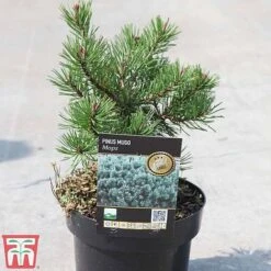 Pinus Mugo 'Mops' 7 Pinus Mugo 'Mops' -Garden Glory Sales PINU TKA3342 A
