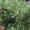 Pinus Mugo 'Mops' 2 Pinus Mugo 'Mops' -Garden Glory Sales PINU TKA3342 B