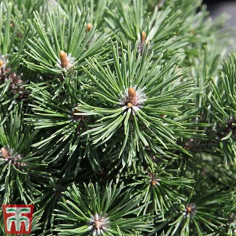 Pinus Mugo 'Mops' 3 Pinus Mugo 'Mops'