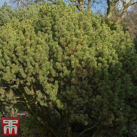 Pinus Mugo 'Mops' 4 Pinus Mugo 'Mops' - Image 2