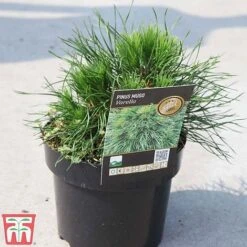 Pinus Mugo 'Varella' -Garden Glory Sales PINU TKA3344 A
