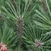 Pinus Nigra 'Pierrick Bregéon'