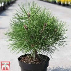 Pinus Nigra 'Pierrick Bregéon' -Garden Glory Sales PINU TKA3354 B