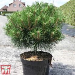 Pinus Nigra 'Pierrick Bregéon' -Garden Glory Sales PINU TKA3354 C