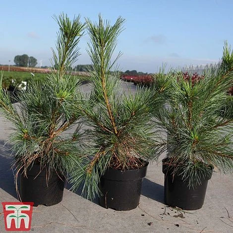 Pinus Strobus 'Blue Shag' 4 Pinus Strobus 'Blue Shag' - Image 2