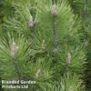 Pinus Heldreichii 'Compact Gem' -Garden Glory Sales PINU COMPACT1