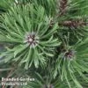 Pinus Heldreichii 'Malinkii' -Garden Glory Sales PINU MALINKI1