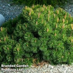 Pinus Mugo 'Mumpitz' -Garden Glory Sales PINU MUMPITZ2