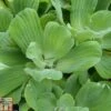 Pistia Stratiotes (Floating Aquatic) 2 Pistia Stratiotes (Floating Aquatic) -Garden Glory Sales PIST T78393 A h