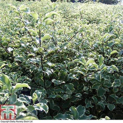 Pittosporum Tenuifolium 'Variegatum' 3 Pittosporum Tenuifolium 'Variegatum'