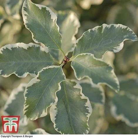 Pittosporum Tenuifolium 'Variegatum' 5 Pittosporum Tenuifolium 'Variegatum' - Image 3