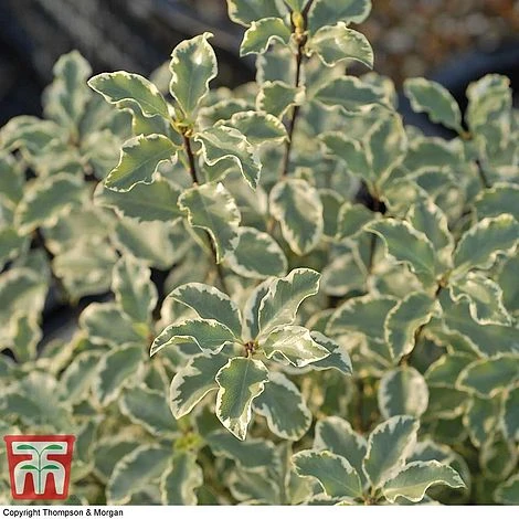 Pittosporum Tenuifolium 'Variegatum' 4 Pittosporum Tenuifolium 'Variegatum' - Image 2