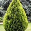 Platycladus Orientalis 'Aurea Nana' -Garden Glory Sales PLAT T58031 A h