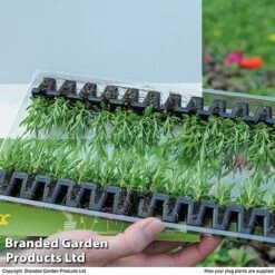 Summer Plant & Seed Bundle -Garden Glory Sales PLUG PACK12STR T15566