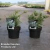 Podocarpus Nivalis 'Kilworth Cream' -Garden Glory Sales PODO KILWORT2L S30622