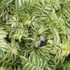 Polemonium Reptans 'Stairway To Heaven' -Garden Glory Sales POLE T62250 A h