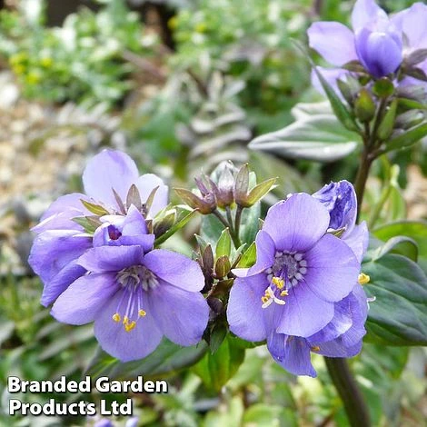 Polemonium Yezoense 'Purple Rain' 3 Polemonium Yezoense 'Purple Rain'