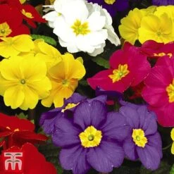 Polyanthus Eliator 'Crescendo® Mixed' F1 Hybrid -Garden Glory Sales POLY P6186 F