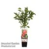 Punica Granatum (Pomegranate) -Garden Glory Sales POME GRANATUM S48994