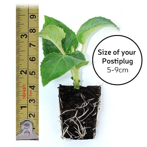 Petunia 'Frills & Spills™ Cherry Ripple' 7 Petunia 'Frills & Spills™ Cherry Ripple' - Image 5