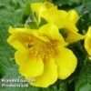 Potentilla Megalantha 'Gold Sovereign' -Garden Glory Sales POTE KC9133 A