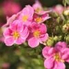Potentilla Fruticosa 'Pink Paradise' -Garden Glory Sales POTE T58122 A h
