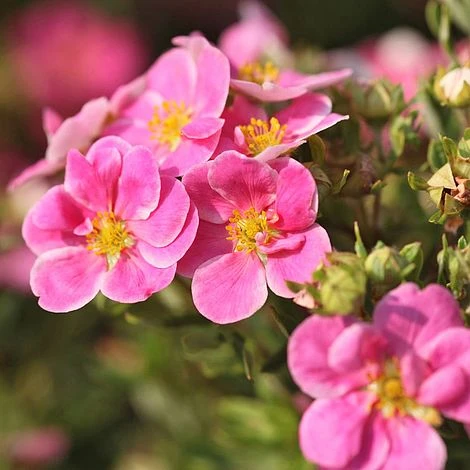 Potentilla Fruticosa 'Pink Paradise' 3 Potentilla Fruticosa 'Pink Paradise'