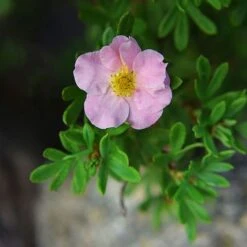 Potentilla Fruticosa 'Pink Paradise' 7 Potentilla Fruticosa 'Pink Paradise' -Garden Glory Sales POTE T58122 C