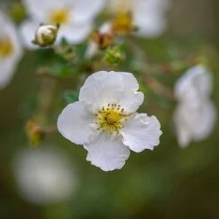 Potentilla Fruticosa 'Abbotswood' 7 Potentilla Fruticosa 'Abbotswood' -Garden Glory Sales POTE T58484 C