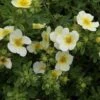 Potentilla Fruticosa 'Limelight' -Garden Glory Sales POTE T62074 A h