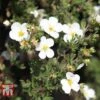 Potentilla Fruticosa 'White Lady' -Garden Glory Sales POTE T62078 A