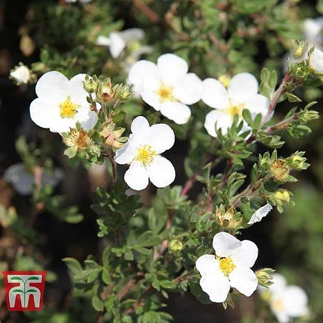 Potentilla Fruticosa 'White Lady' 3 Potentilla Fruticosa 'White Lady'
