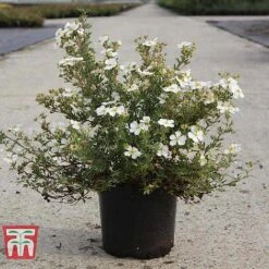 Potentilla Fruticosa 'White Lady' 12 Potentilla Fruticosa 'White Lady' -Garden Glory Sales POTE T62078 B