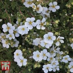 Potentilla Fruticosa 'White Lady' 9 Potentilla Fruticosa 'White Lady' -Garden Glory Sales POTE T62078 C