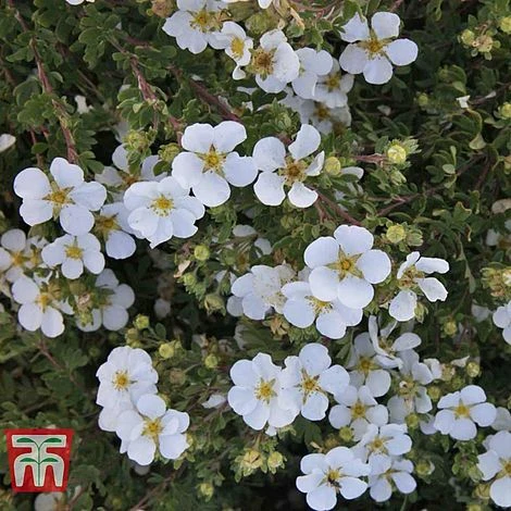 Potentilla Fruticosa 'White Lady' 4 Potentilla Fruticosa 'White Lady' - Image 2