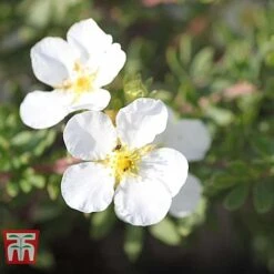 Potentilla Fruticosa 'White Lady' 13 Potentilla Fruticosa 'White Lady' -Garden Glory Sales POTE T62078 D