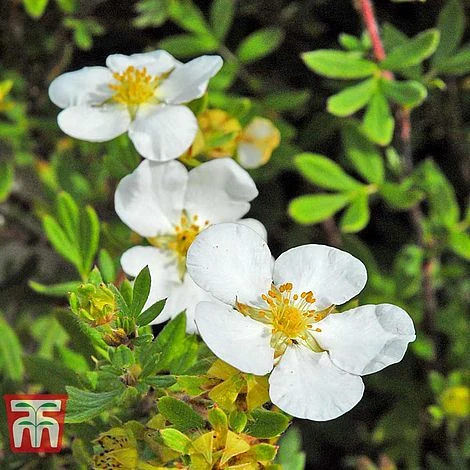 Potentilla Fruticosa 'White Lady' 5 Potentilla Fruticosa 'White Lady' - Image 3