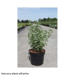 Potentilla Fruticosa 'Crème Brule' First Edition -Garden Glory Sales POTE T66401 B h