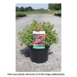 Potentilla Fruticosa 'Red Ace' 5 Potentilla Fruticosa 'Red Ace' -Garden Glory Sales POTE T68158 B h