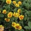 Potentilla Atrosanguinea Var. Argyrophylla -Garden Glory Sales POTE T82215 A