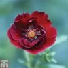 Potentilla Thurberi 'Monarch's Velvet' -Garden Glory Sales POTE T82216 A