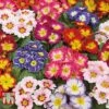 Primrose 'Arizona Bicolor' (Pre-Planted) 2 Primrose 'Arizona Bicolor' (Pre-Planted) -Garden Glory Sales PREP KB1605 A