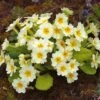 Primula Vulgaris - Seeds 1 Primula Vulgaris - Seeds -Garden Glory Sales PRIM 8628 A h